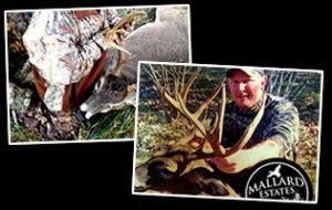 deer_header1